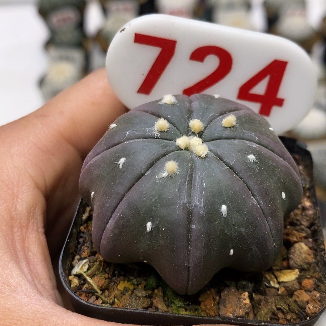 724福利特价来了打