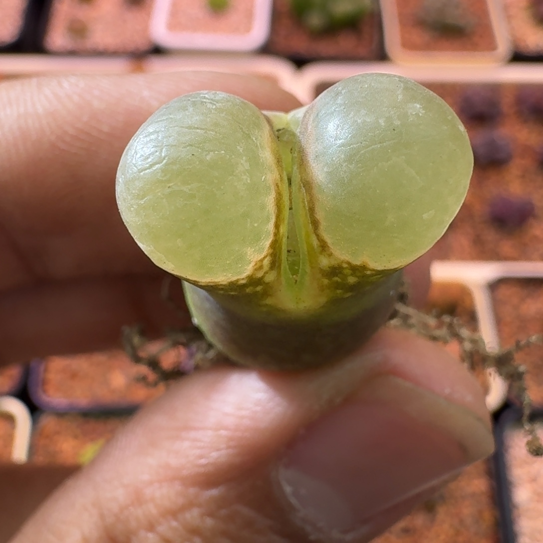 雪***瑰云缦精品番杏10.14 紫油窗