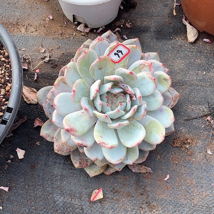 99橙子 一物一拍多肉