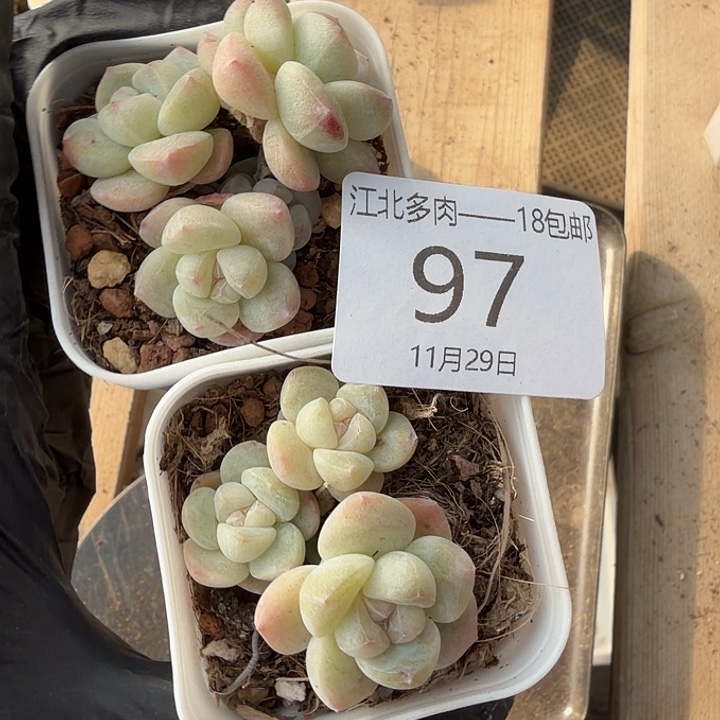 屁***肉97 号到手1框一物一拍
