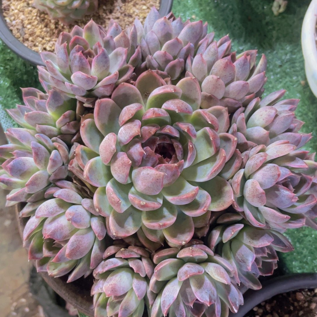 溏心暗纹杂03235多肉植物