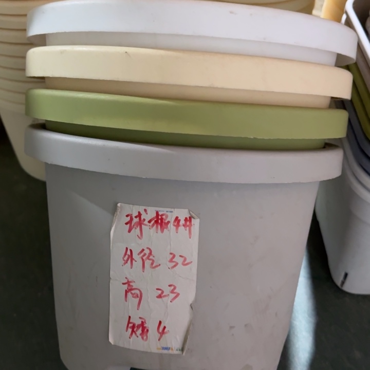 球根4#口径32无托果绿5个