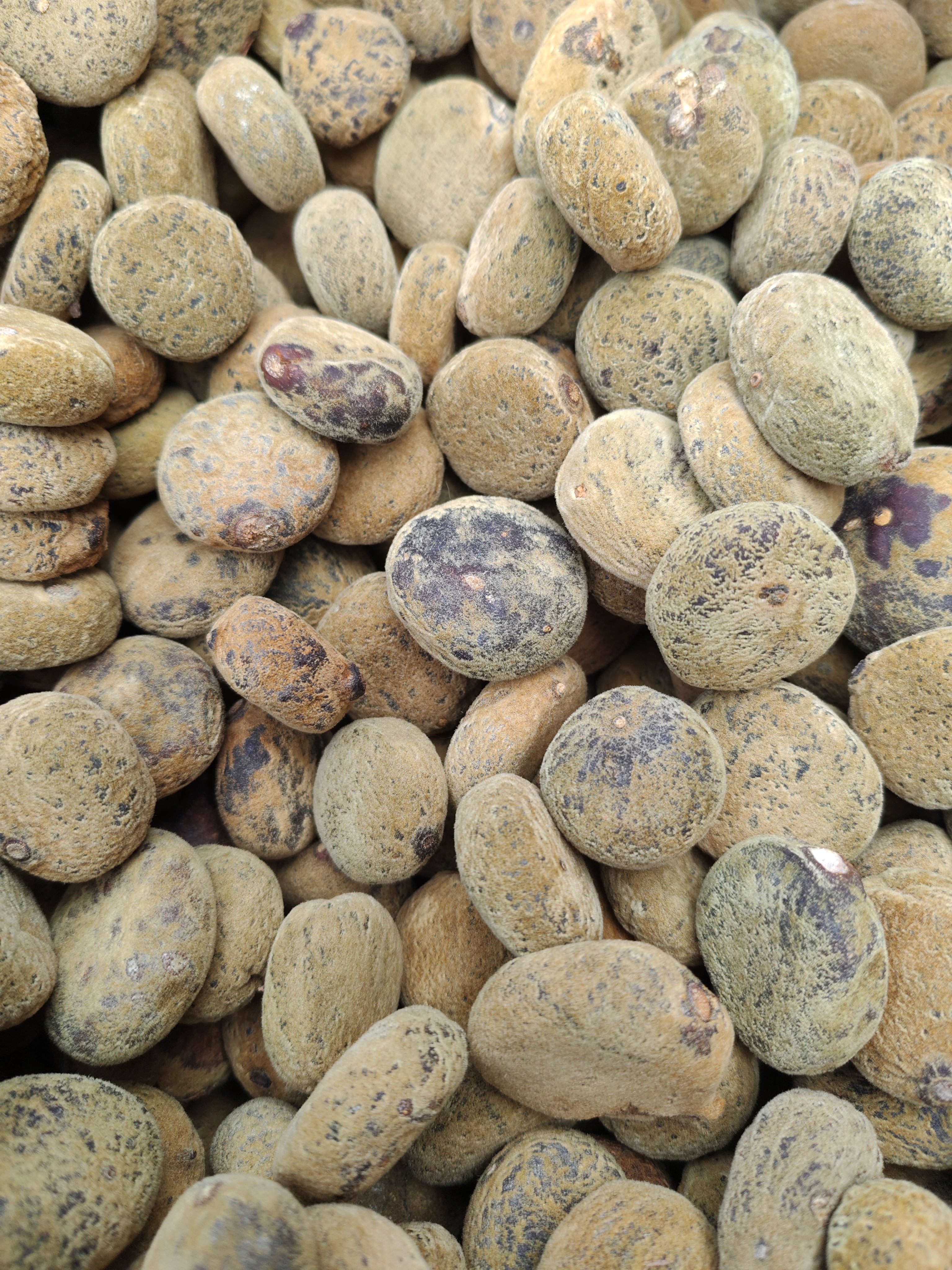 云南土特产··化金干货链接  罗汉