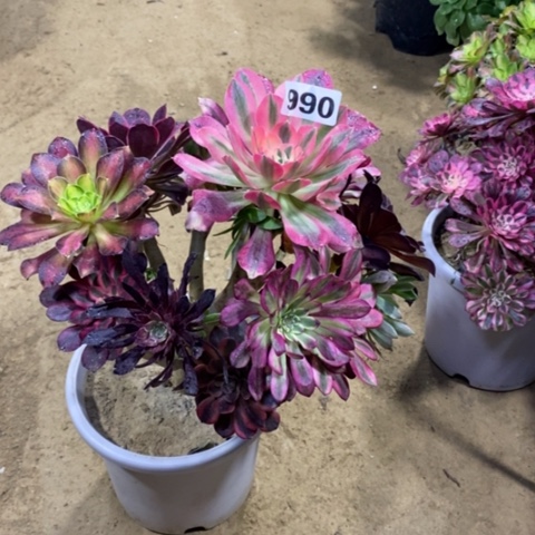 990嫁接多品种23456788