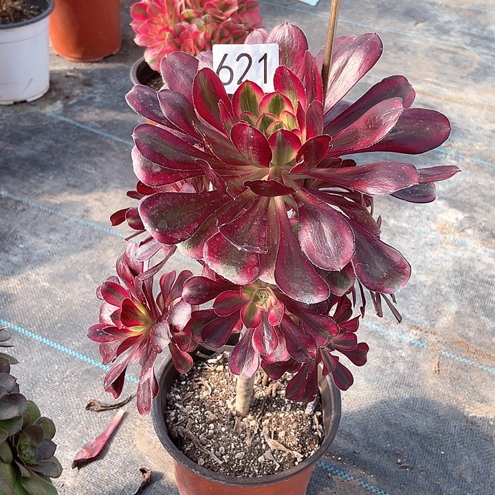 丽娜621法师多肉