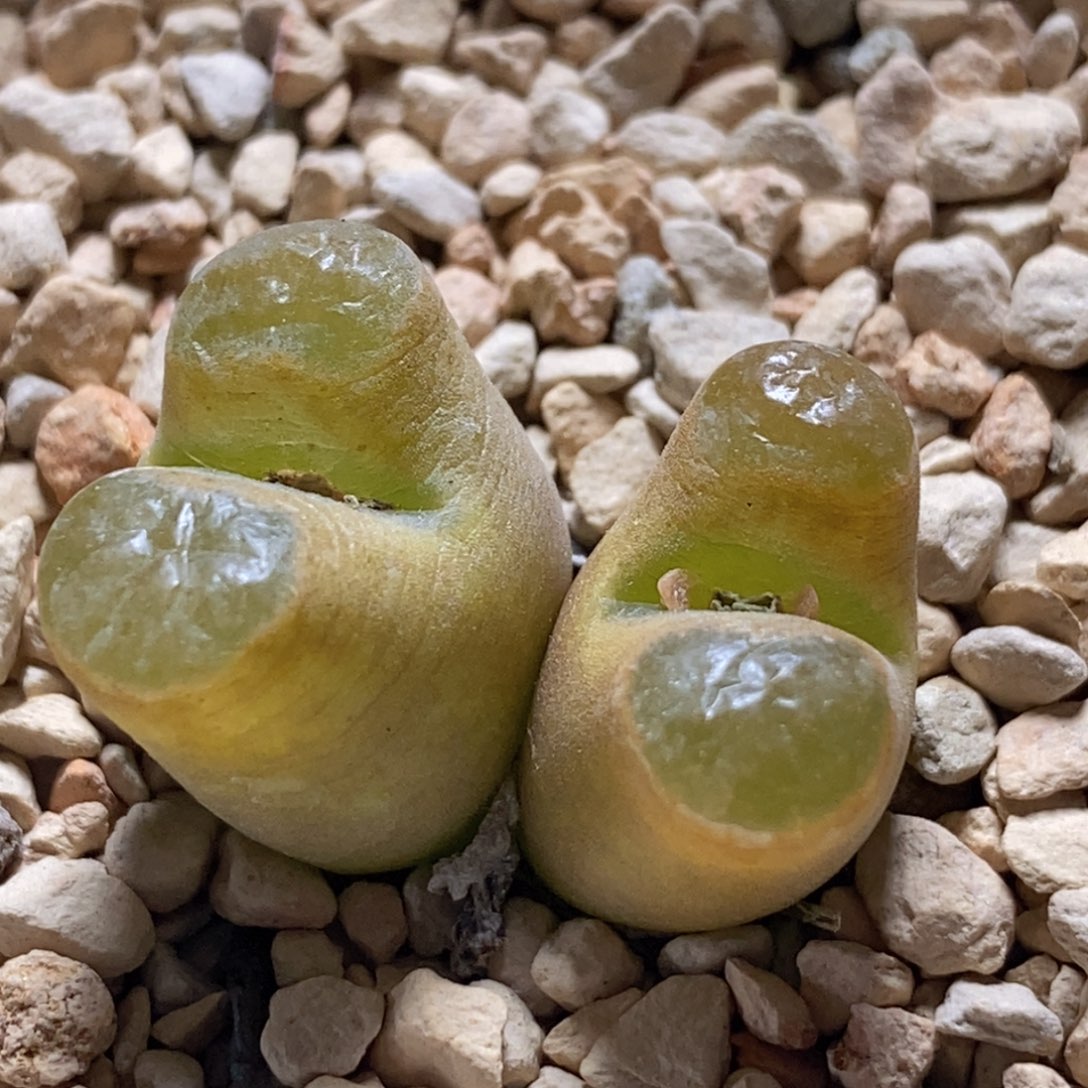 好看好看好看的帖子一颗