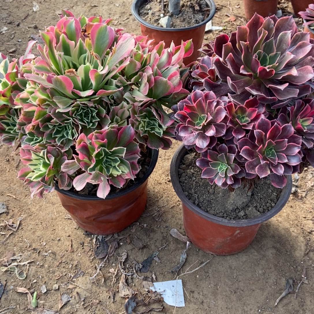 桐***乐1号链接两颗不重复法师