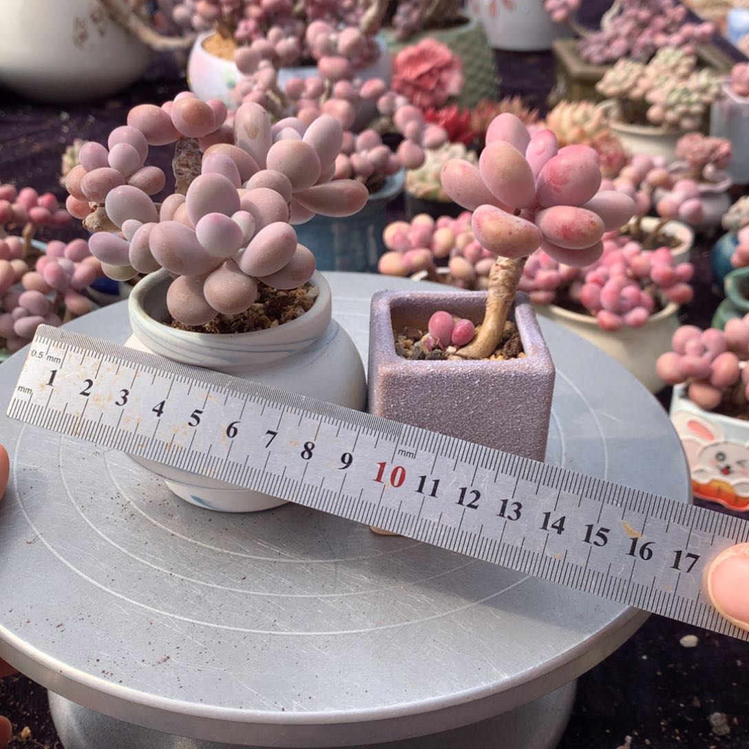 82号带盆2颗带盆偏远地区不包邮的