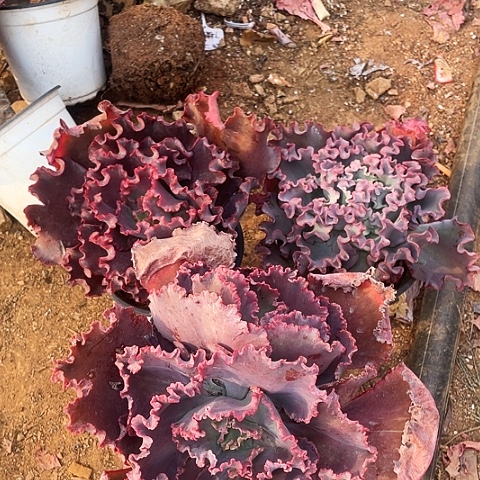 暖25号包菜系列3棵