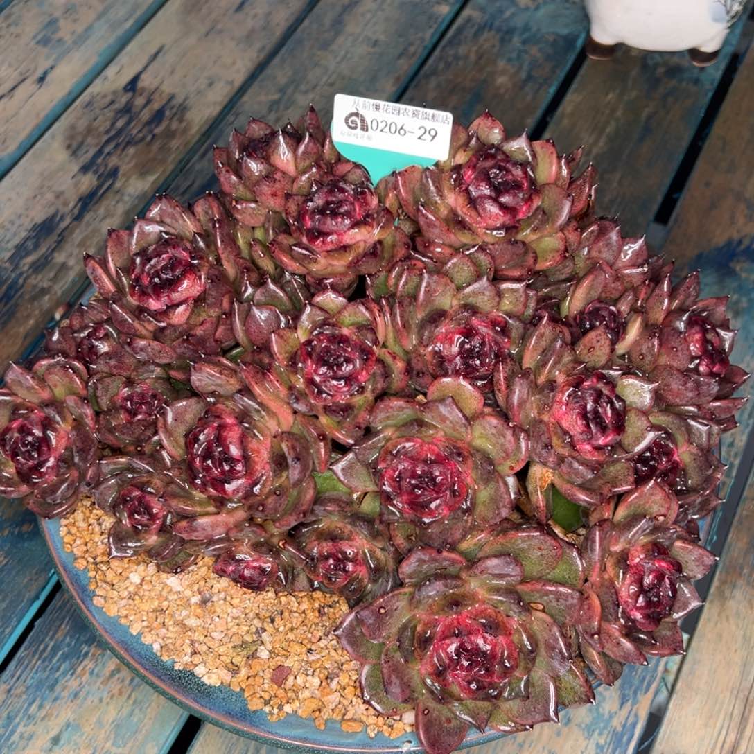 从前慢多肉精选编号0206.29带盆