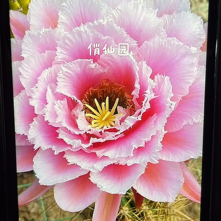 大仙女毛花柱8厘米起