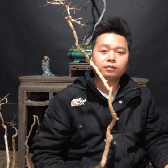 盆景素材盆栽绿植湄****场