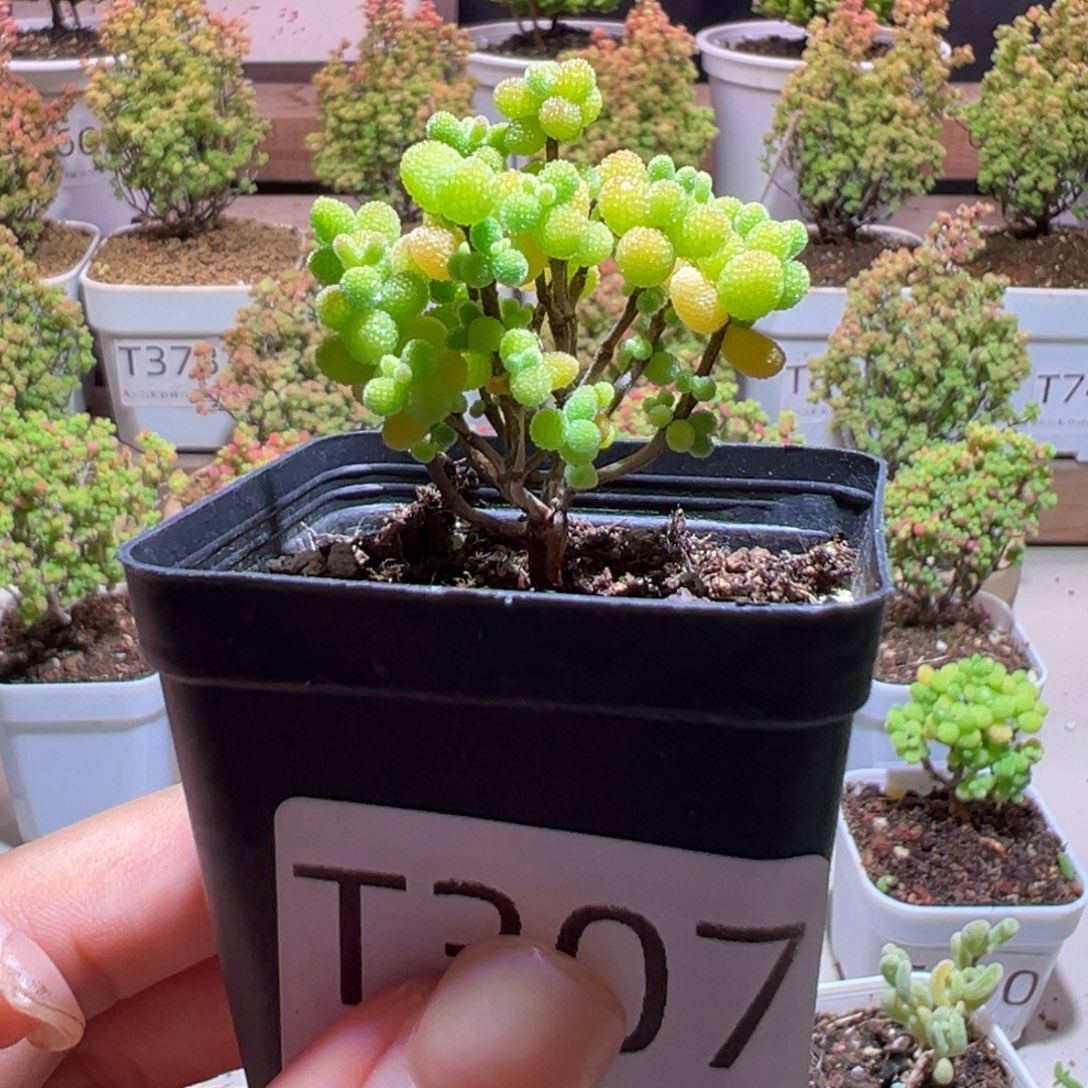 307金桔带盆土发货一物一拍