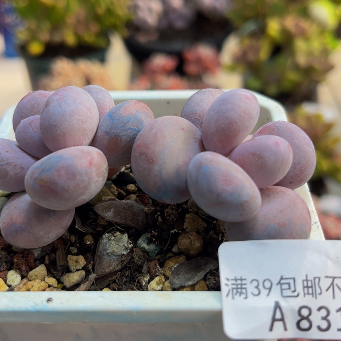 831蛋黄奶6cm多肉植物