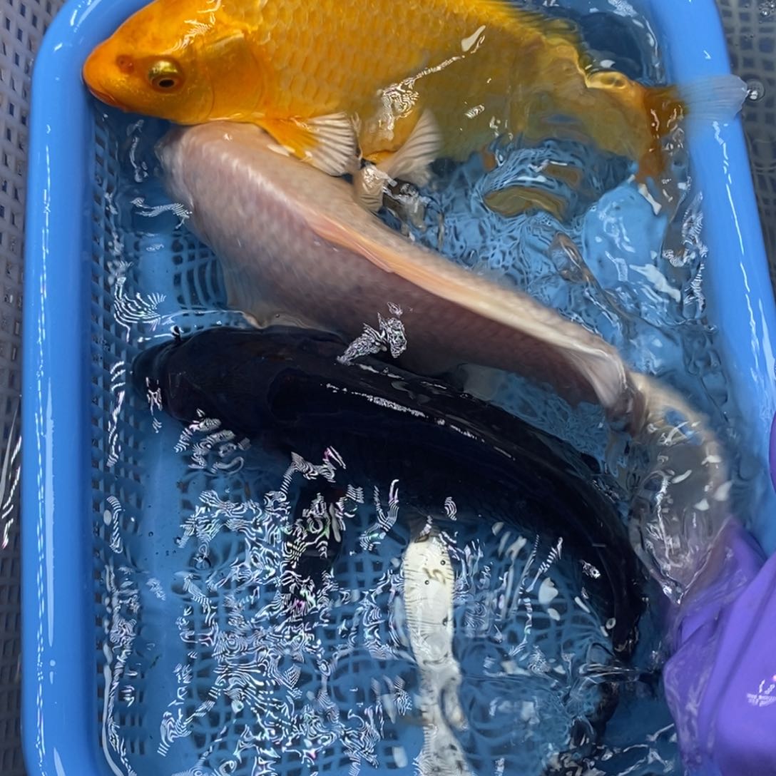 锦鲤冷水锦鲤包邮