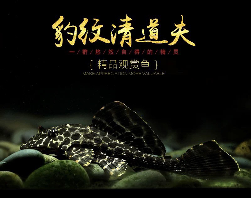 豹纹清道夫热带除藻工具鱼