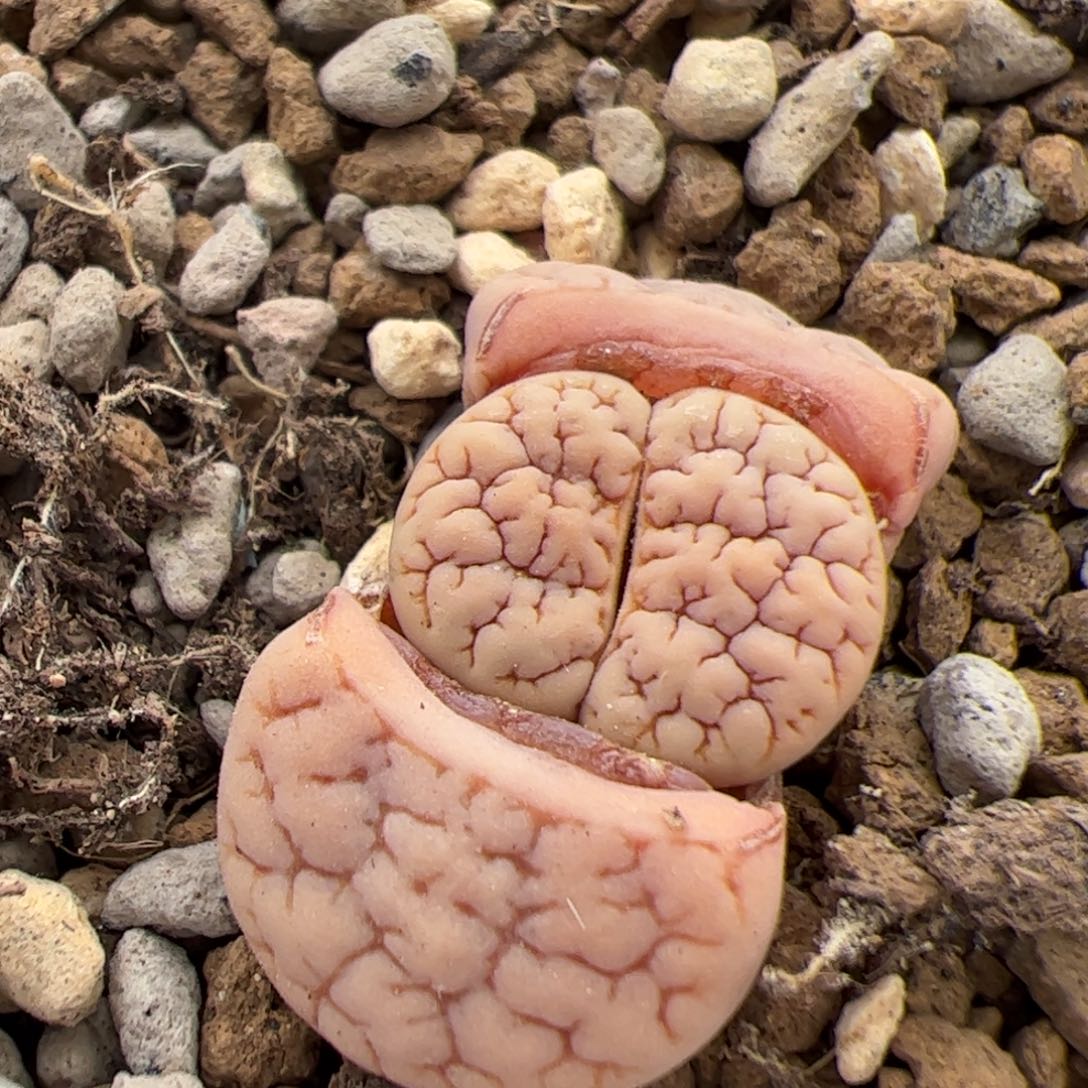 P0397号189 多肉植物