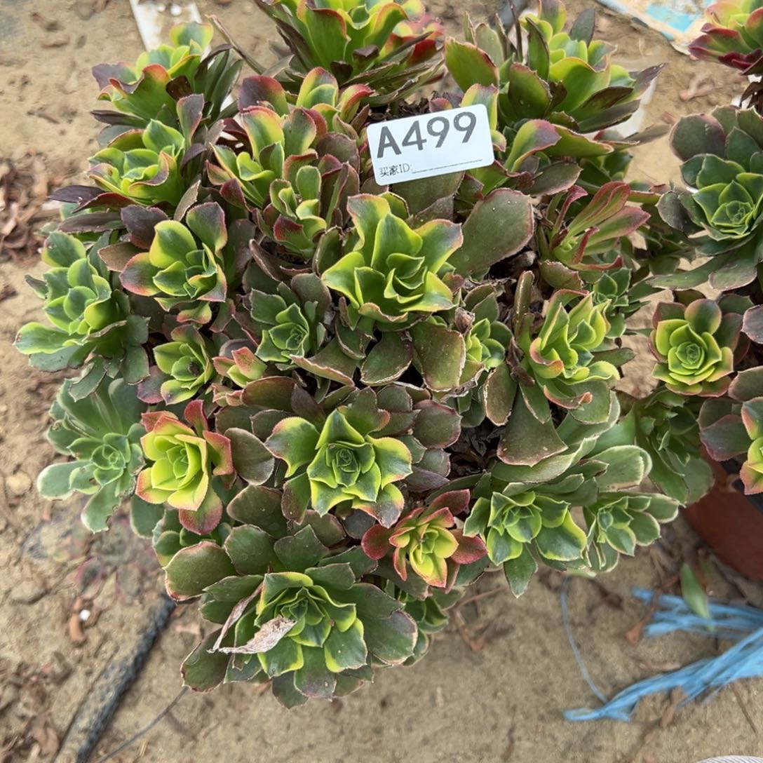 499特斯拉多肉植物法师多肉