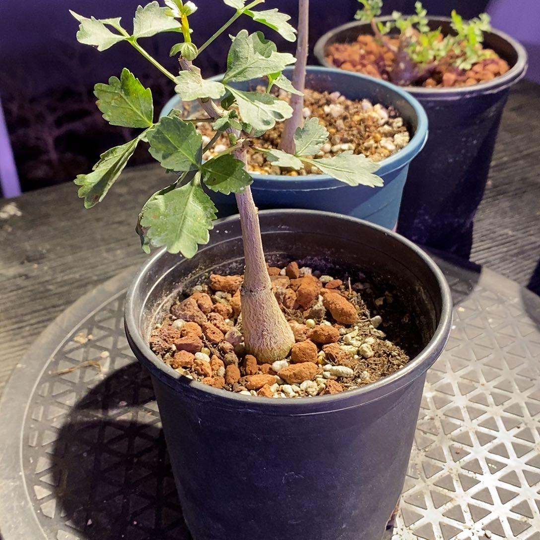 芳香裂榄带盆一个