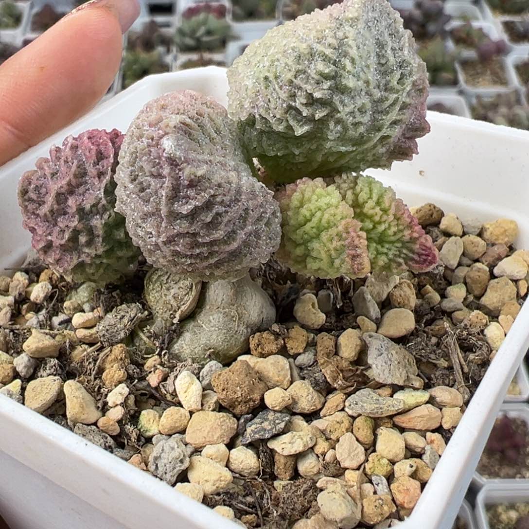 巨猪宝老桩多肉植物水泡