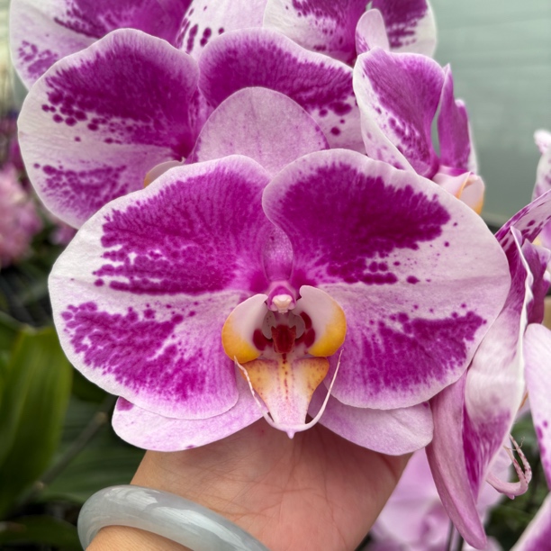 【彩虹熊猫 带花剑】3.5寸精品高端蝴蝶兰苗