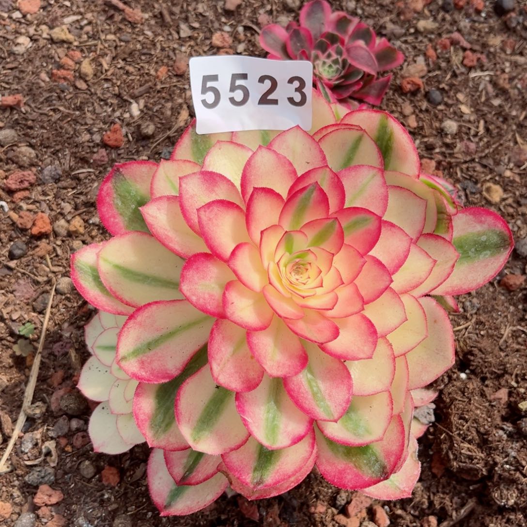 荔枝多肉发货发货