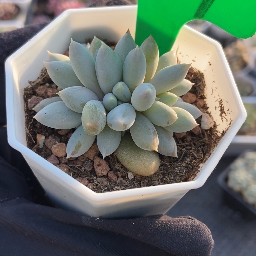 939哥特多肉植物多肉
