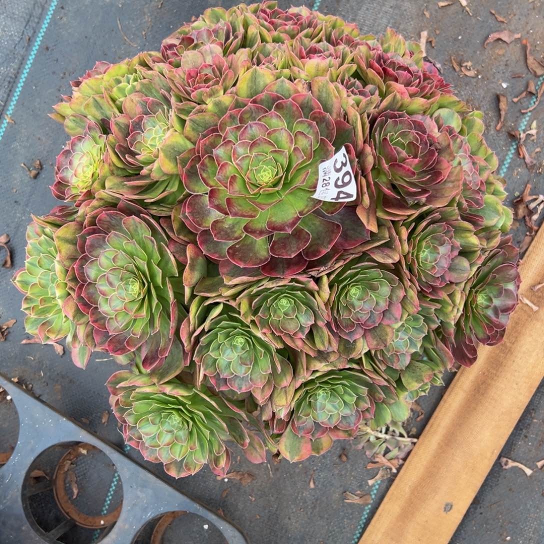 不***叔多肉植物394大雨河的