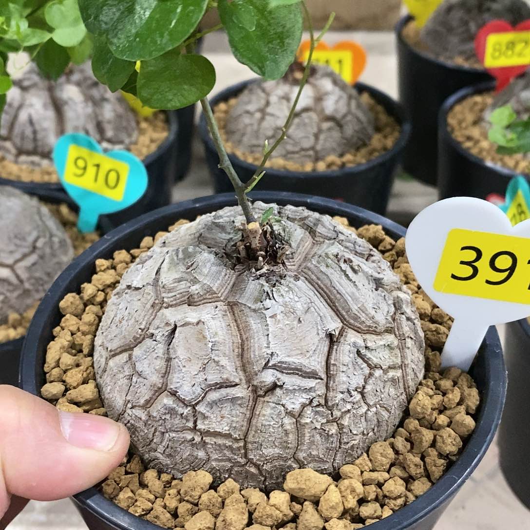 南非龟甲龙龟甲龙