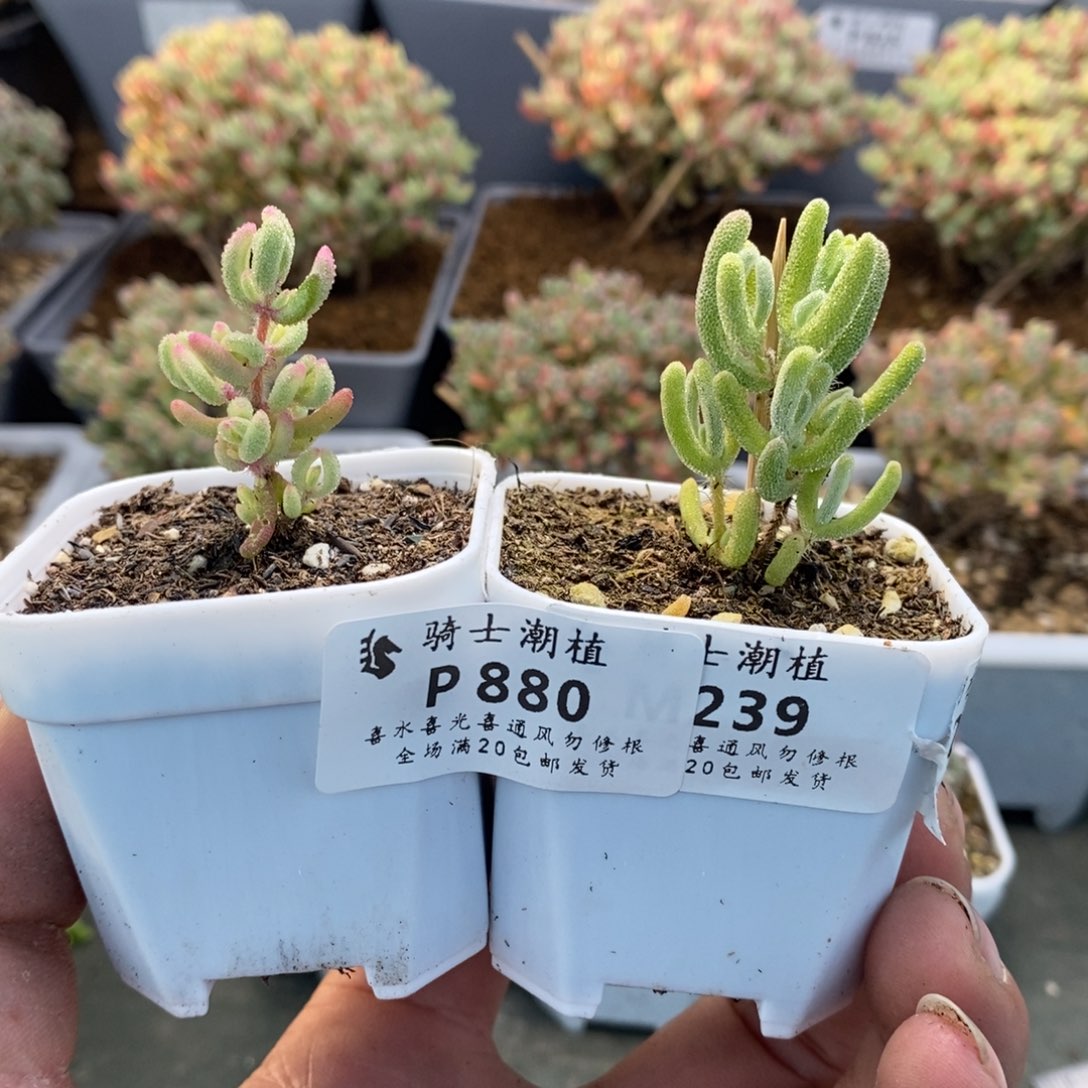 880套餐2颗枝干番杏