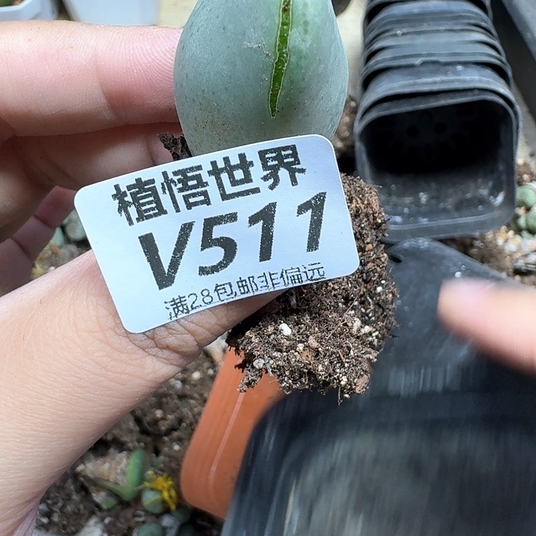 多肉植物的人啊fgb