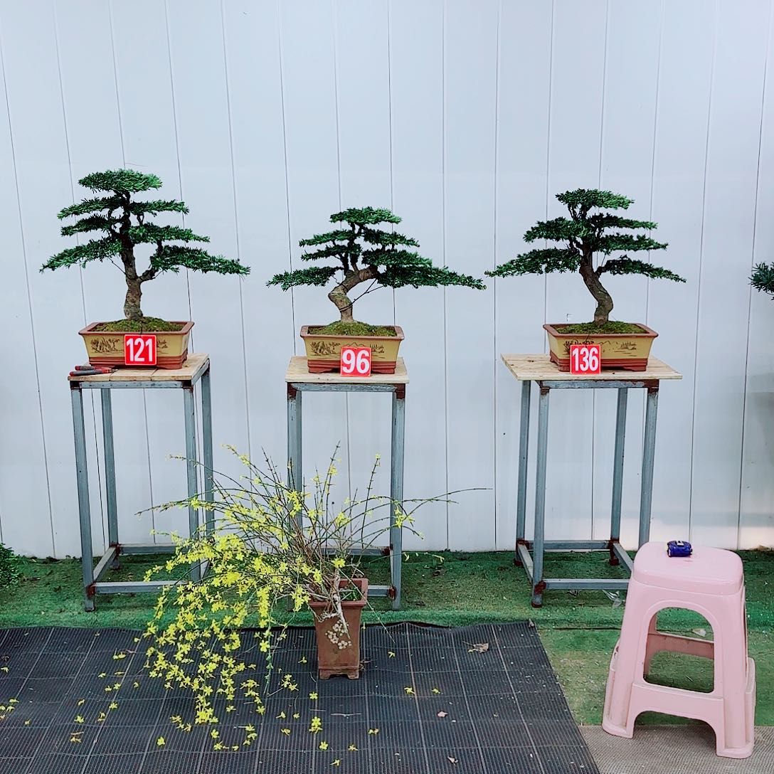 罗汉松盆景艺术作品