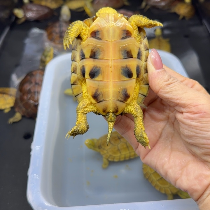 双***胶宠物龟公母搭配背甲8厘米 指甲短一个