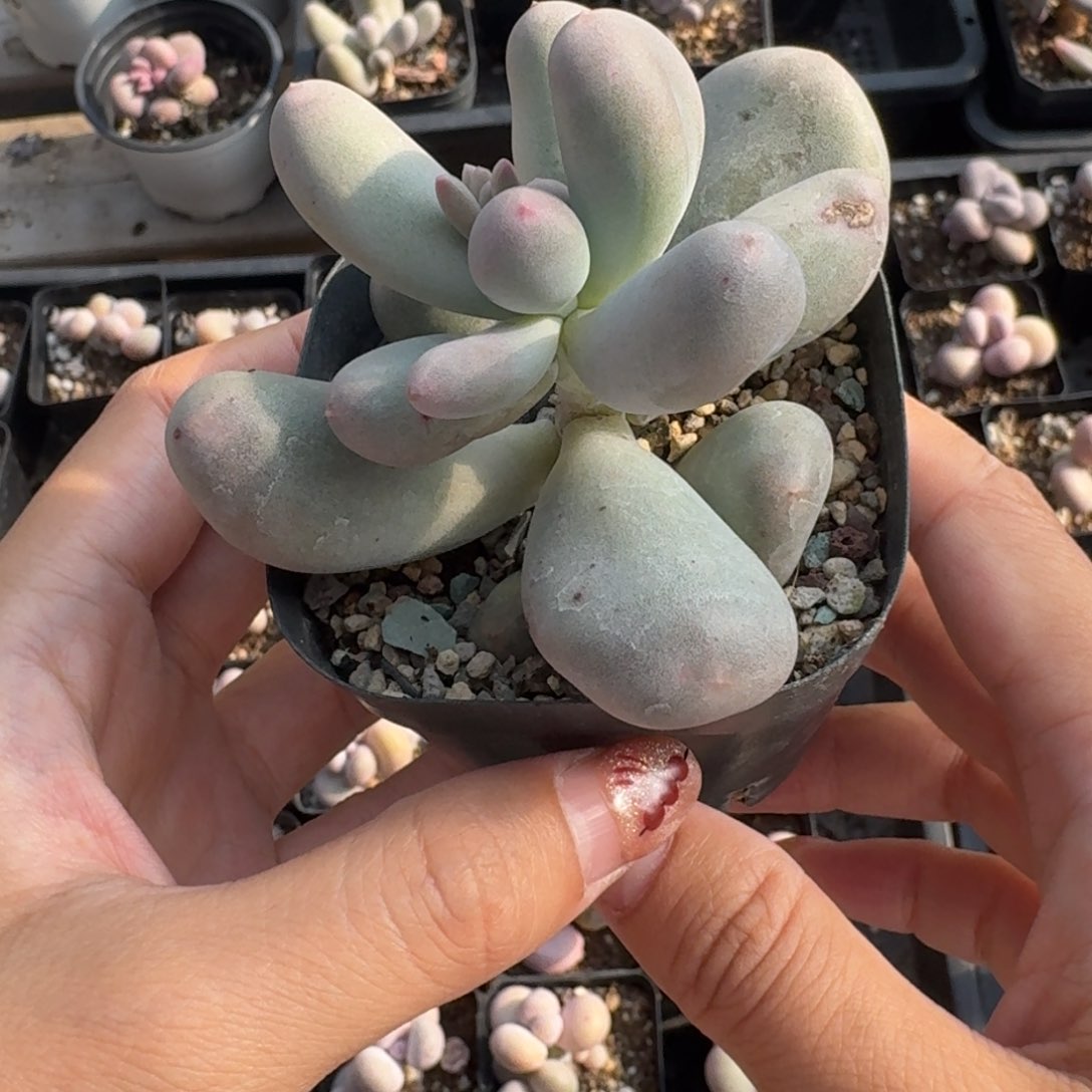 米可奶酪多肉 米可奶￼