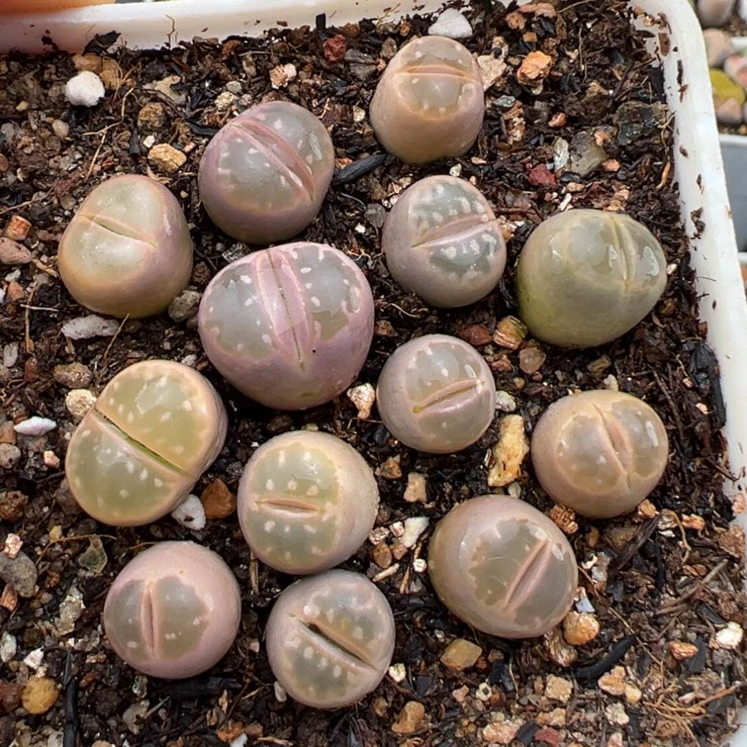 1.18好看的多肉484