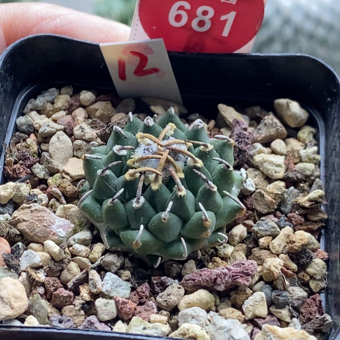 实生焦尤豪刺安德森娇丽2.6cm