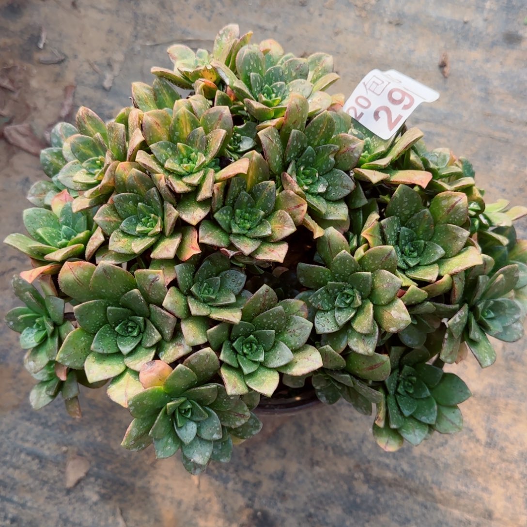 花茶291满20包邮断枝不包