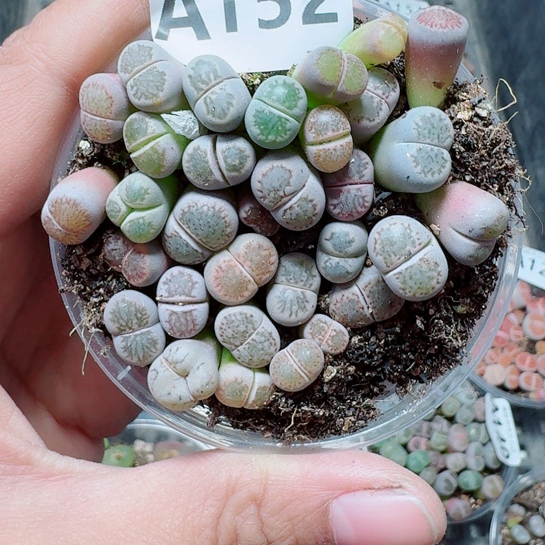 152多肉植物多肉植物