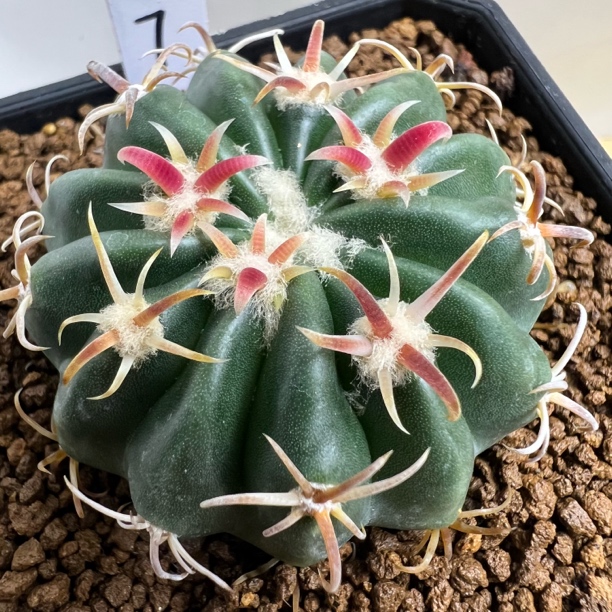 卷刺武藏凌波实生仙人球多肉植物防辐射适合阳台桌面绿植盆栽