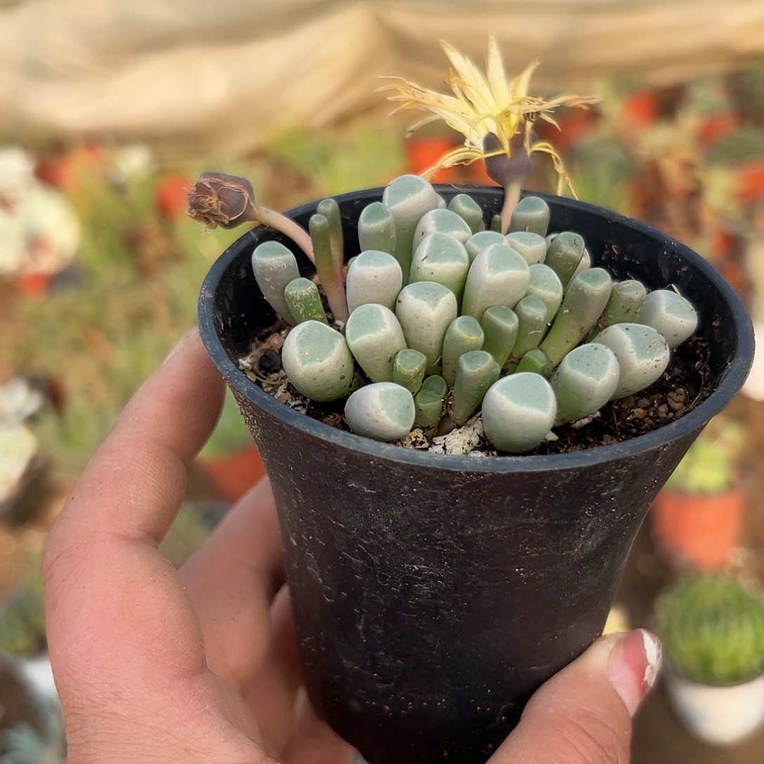 多肉植物五十灵玉