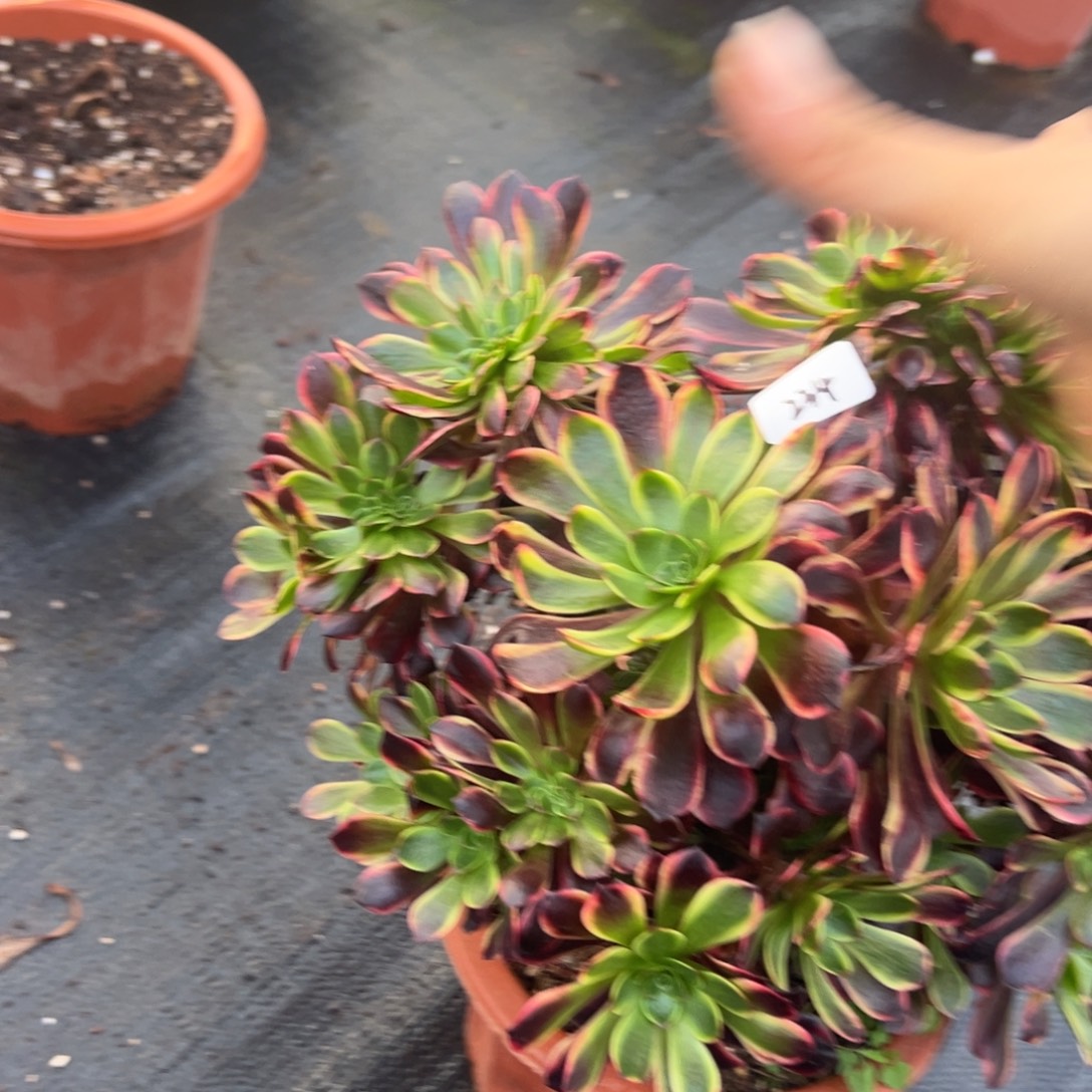 九***秋234欧嘉莉缀多肉仔细一看