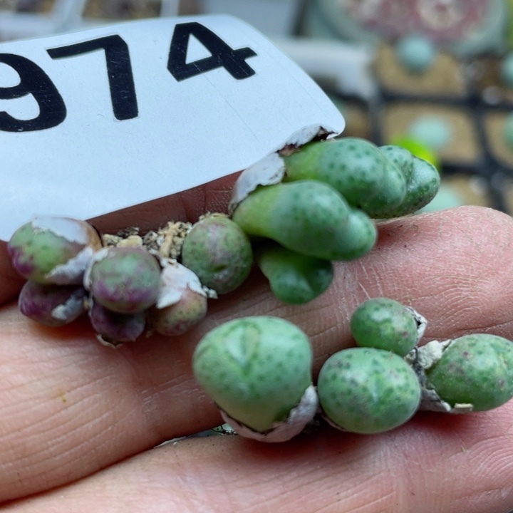 974草莓斑马14头