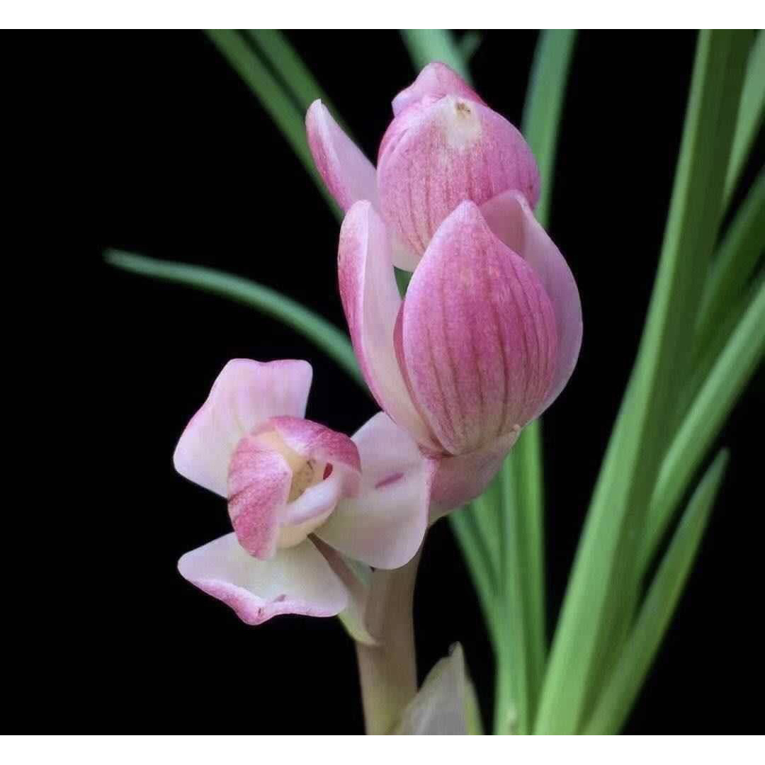 【粉荷】莲瓣兰名品 老种2苗 花开浓香 好养易活 对版