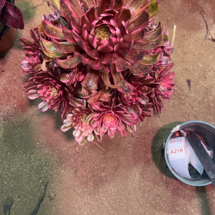 天**乐粉白月光218多肉寄养