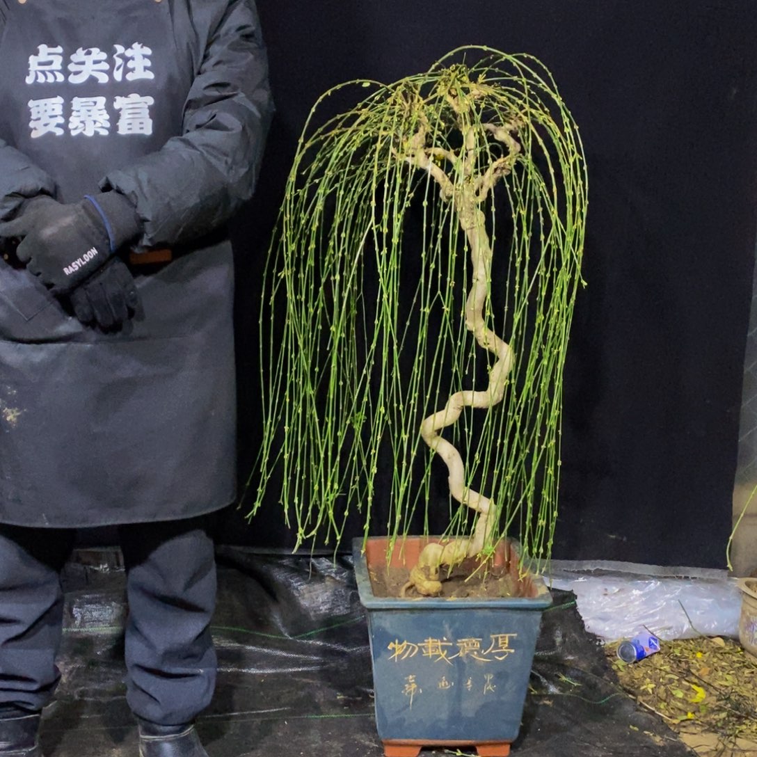 三台迎春，一物一拍，