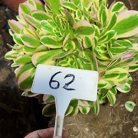 多肉植物雨花石法师