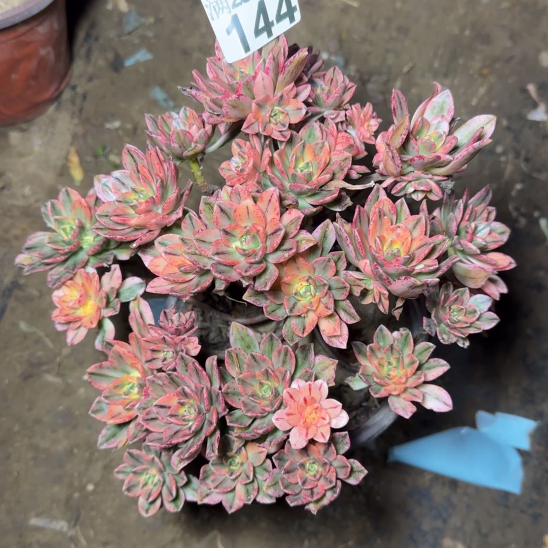 甜茶多肉144满28包邮断枝不包