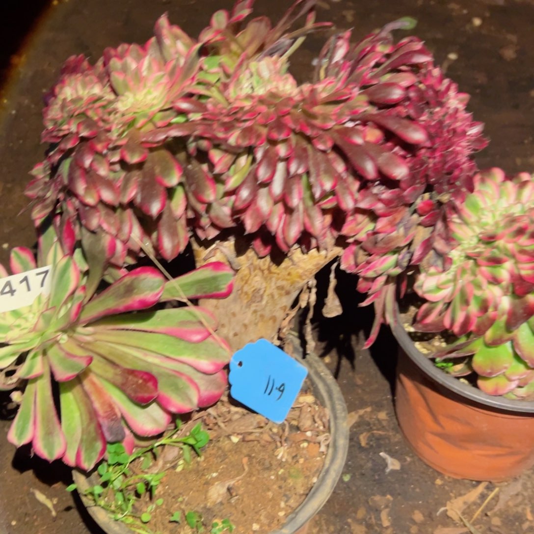 希***希417 号多肉植物法师