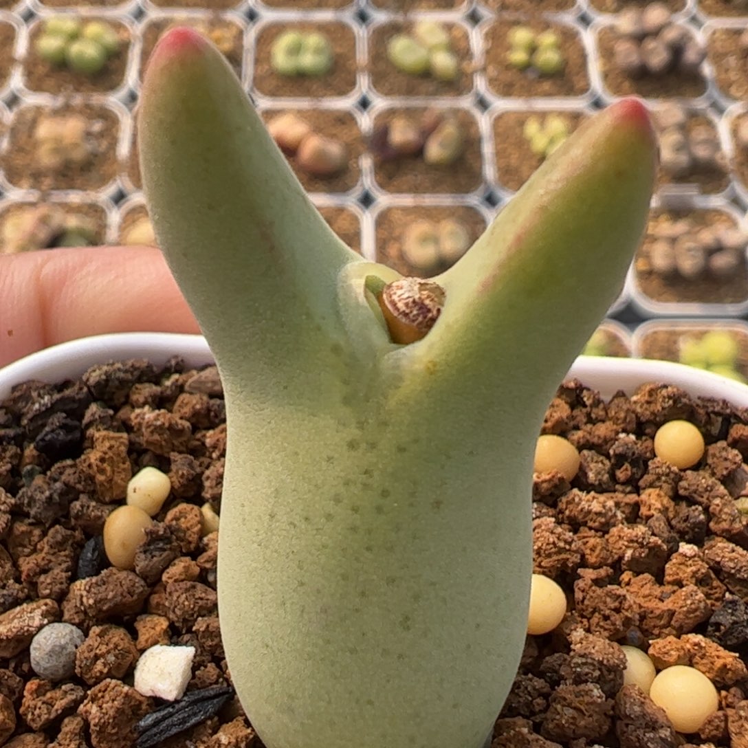 毛胖子皮卡丘母本多肉植物百科