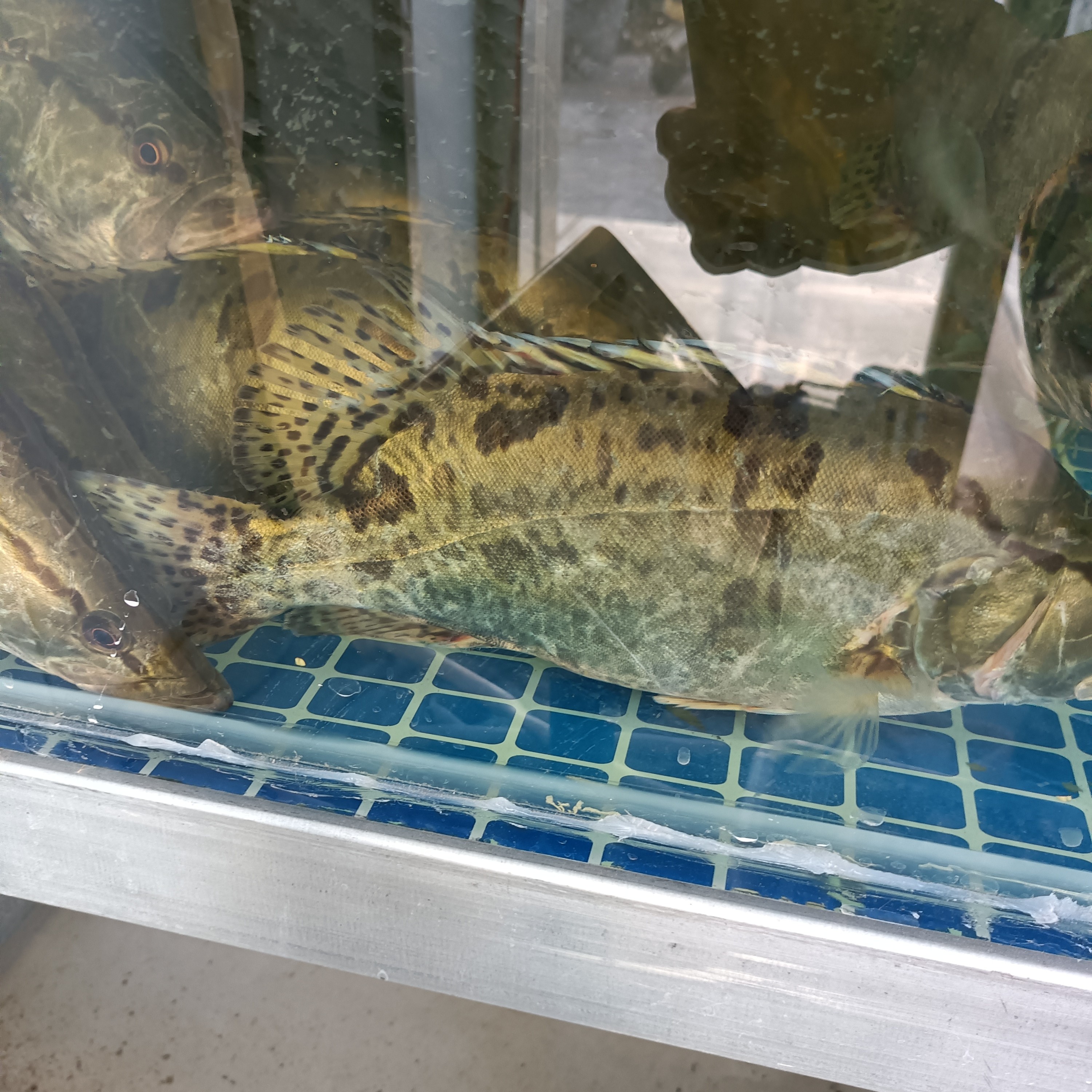 鲜活骆马湖桂鱼季花鱼